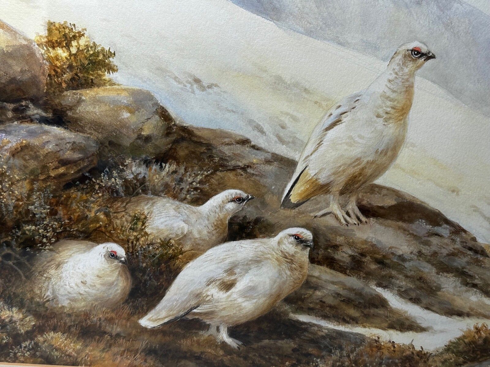 British Painting Highland Moors Wildlife Covey Of Ptarmigan Game Birds On Alert photo for sale