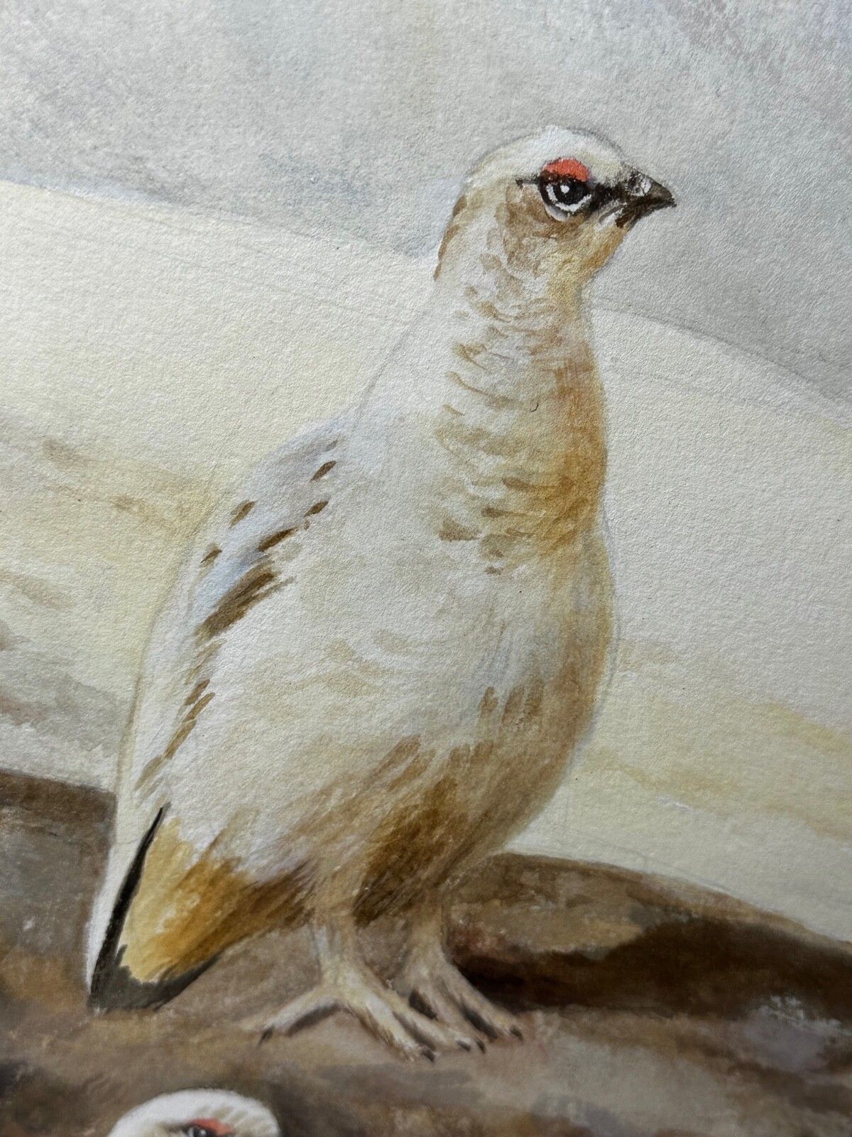 British Painting Highland Moors Wildlife Covey Of Ptarmigan Game Birds On Alert photo 2400.0