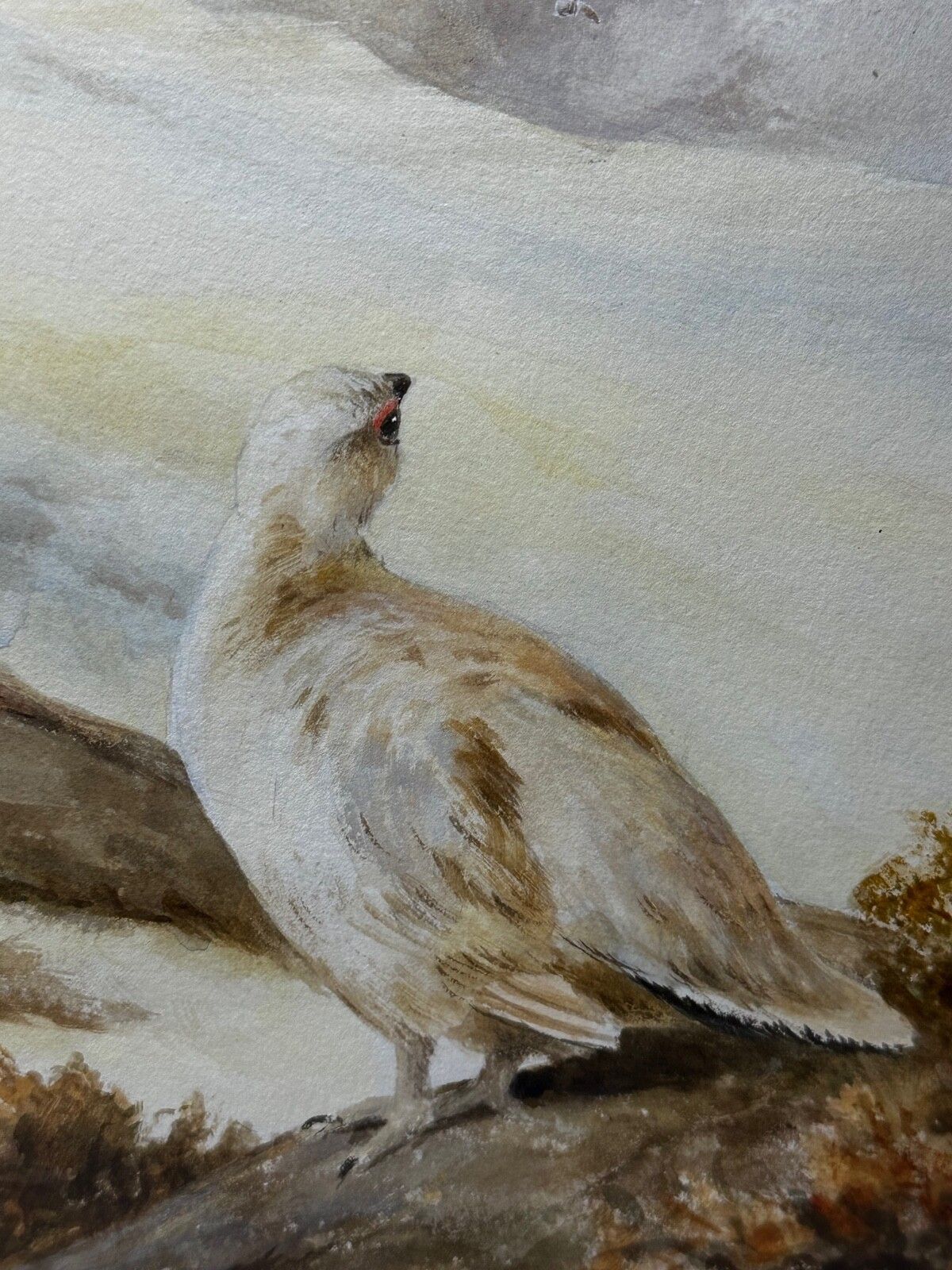 Art British Painting Highland Moors Wildlife Covey Of Ptarmigan Game Birds On Alert photo