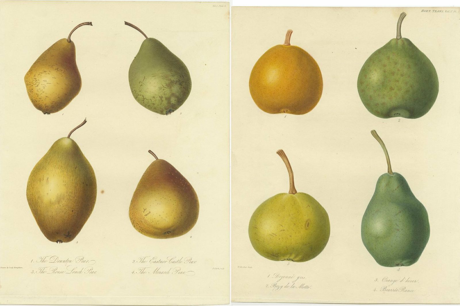 Set Of 2 Antique Prints Of The Downton Pear, Monarch Pear And Others