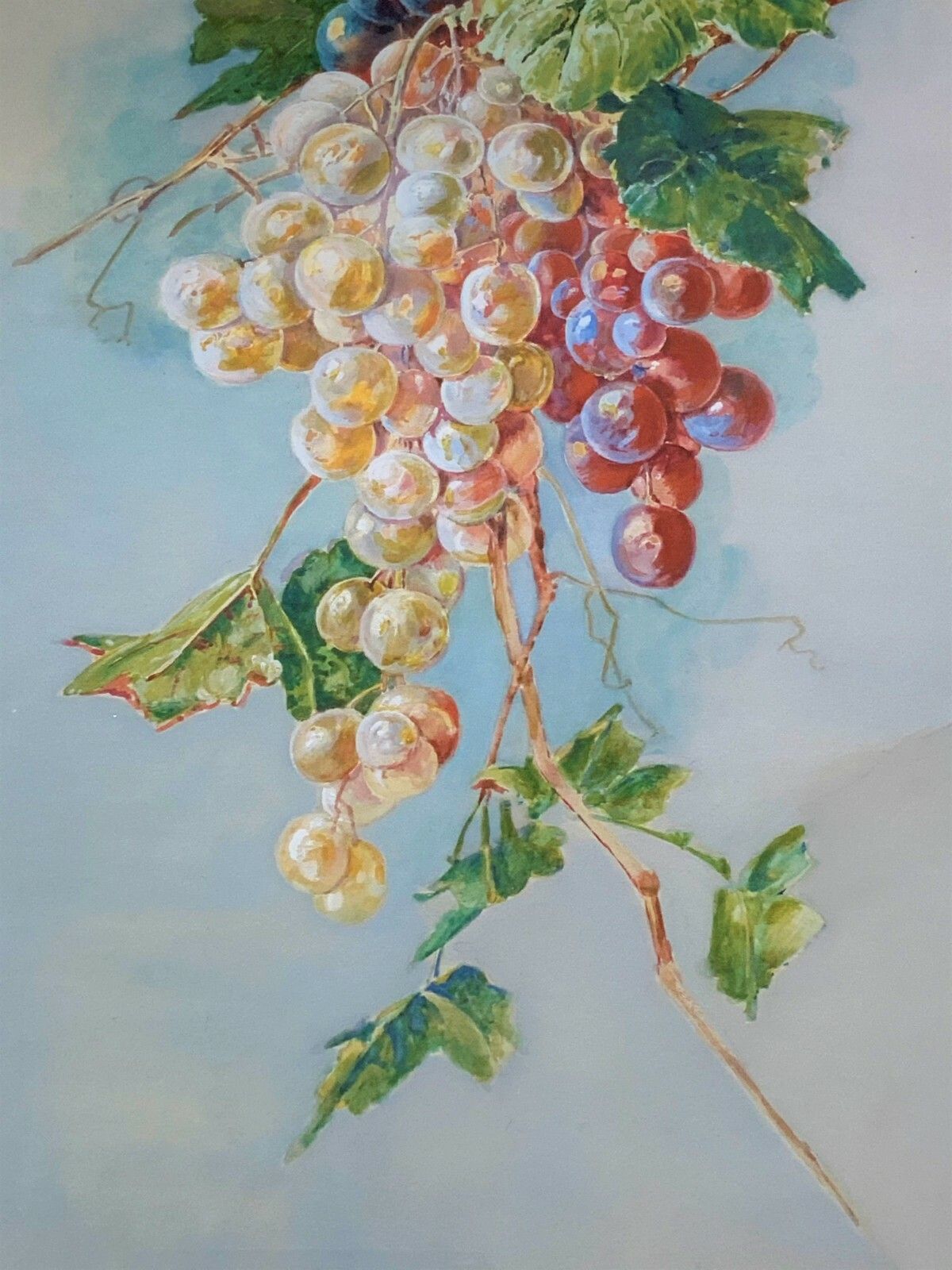 Exceptional Quality Vintage Still Life Study Of Grapes Watercolour Painting photo 249.0