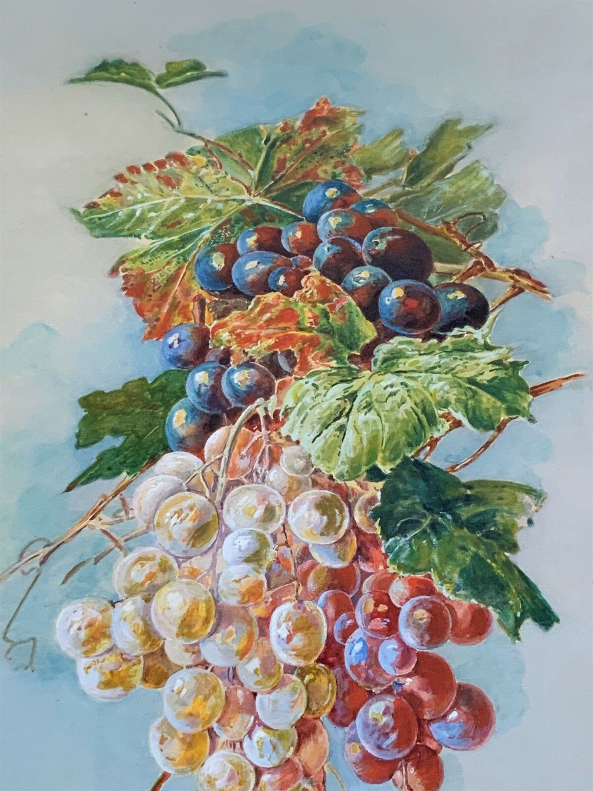 Exceptional Quality Vintage Still Life Study Of Grapes Watercolour Painting photo buy