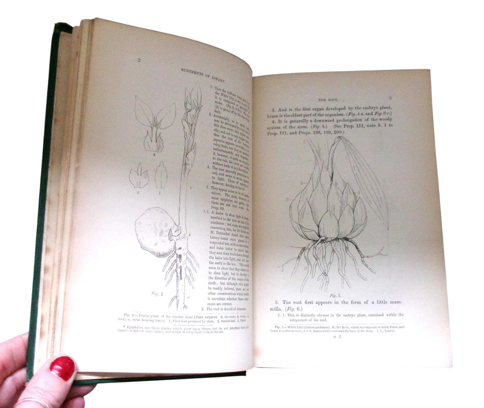 Rare 1860 Christopher Dresser Rudiments Of Botany Book, Victorian Designer & Botanist photo 170.0