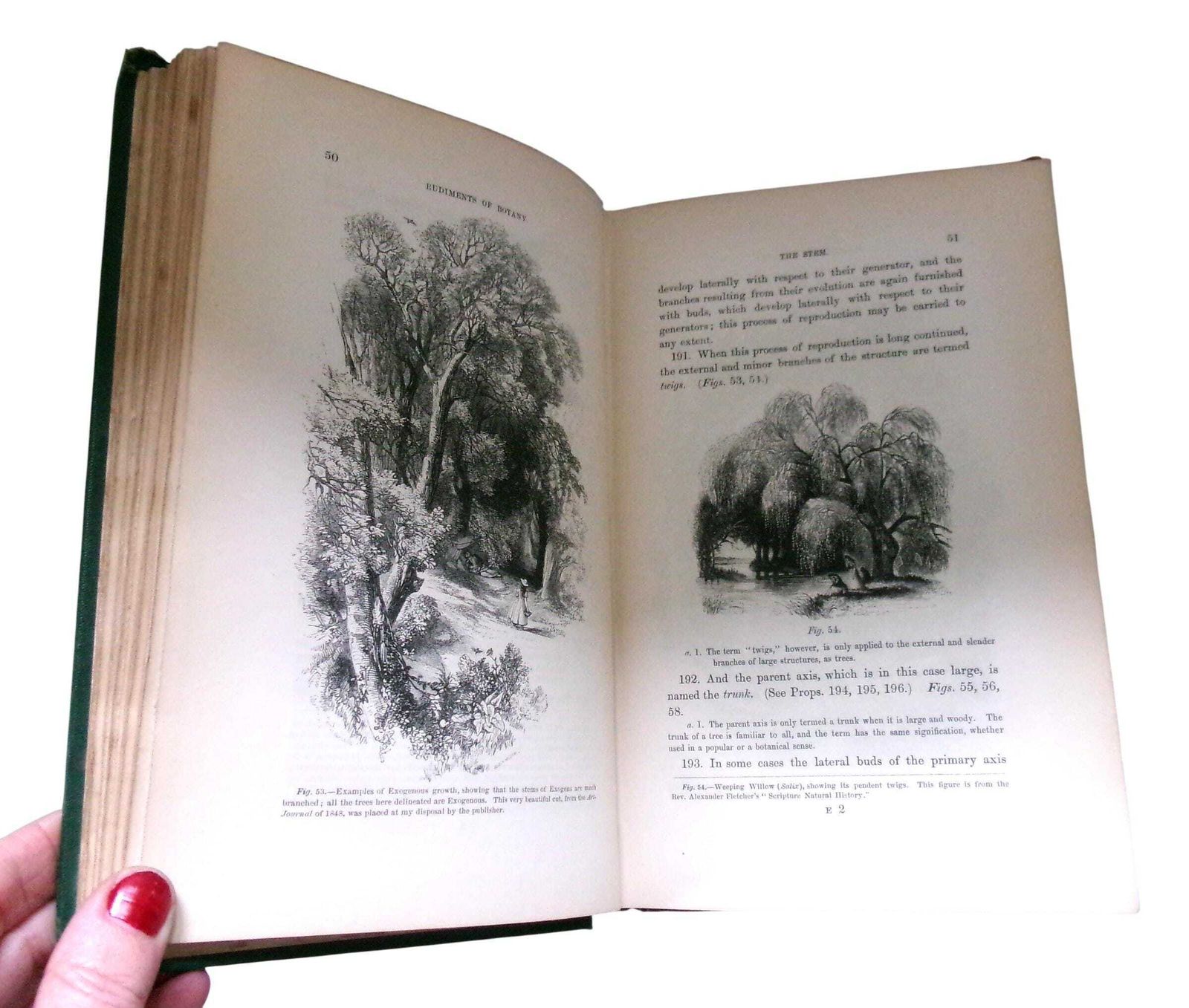 Rare 1860 Christopher Dresser Rudiments Of Botany Book, Victorian Designer & Botanist photo vintage