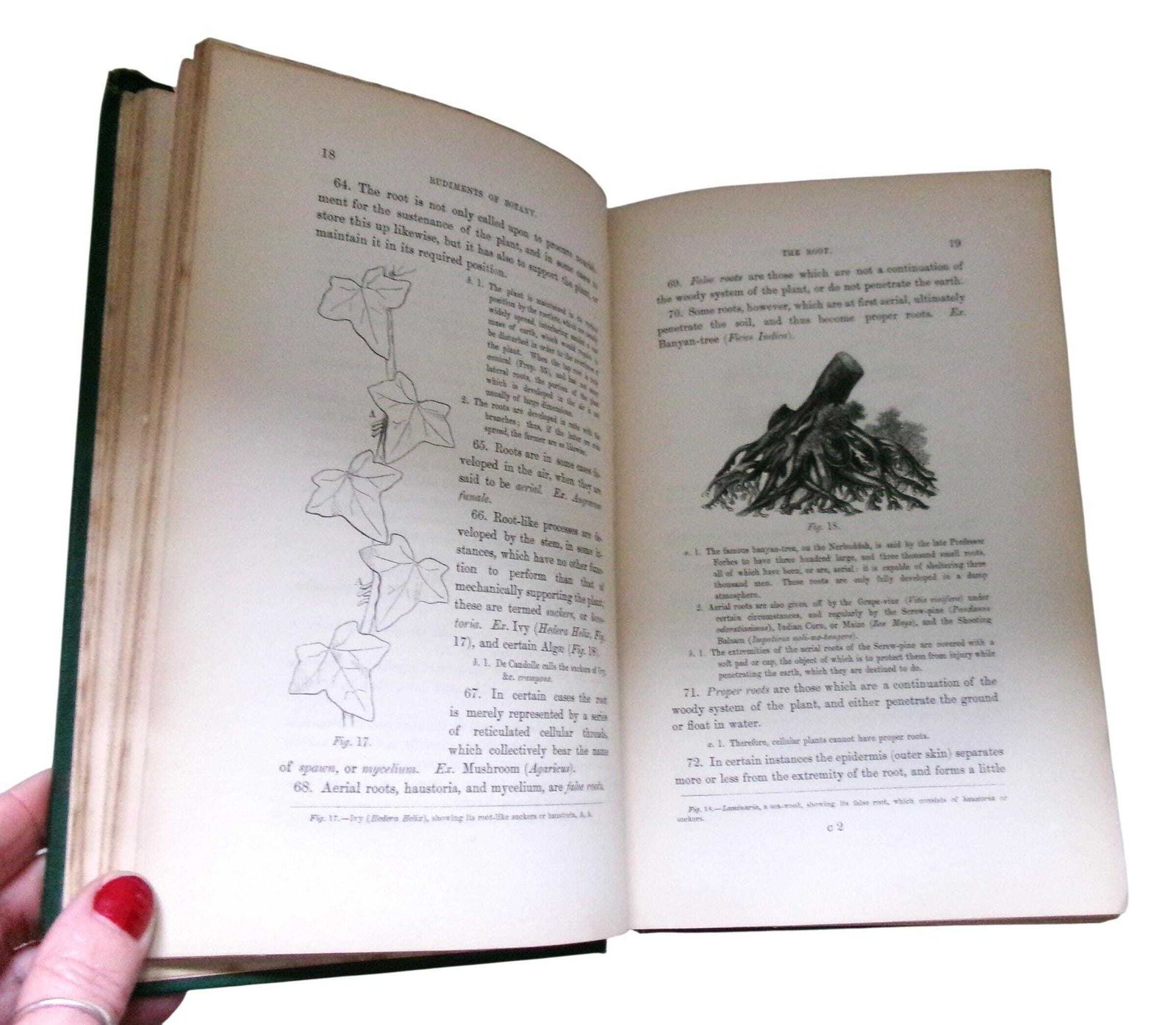 Home Decor Rare 1860 Christopher Dresser Rudiments Of Botany Book, Victorian Designer & Botanist photo