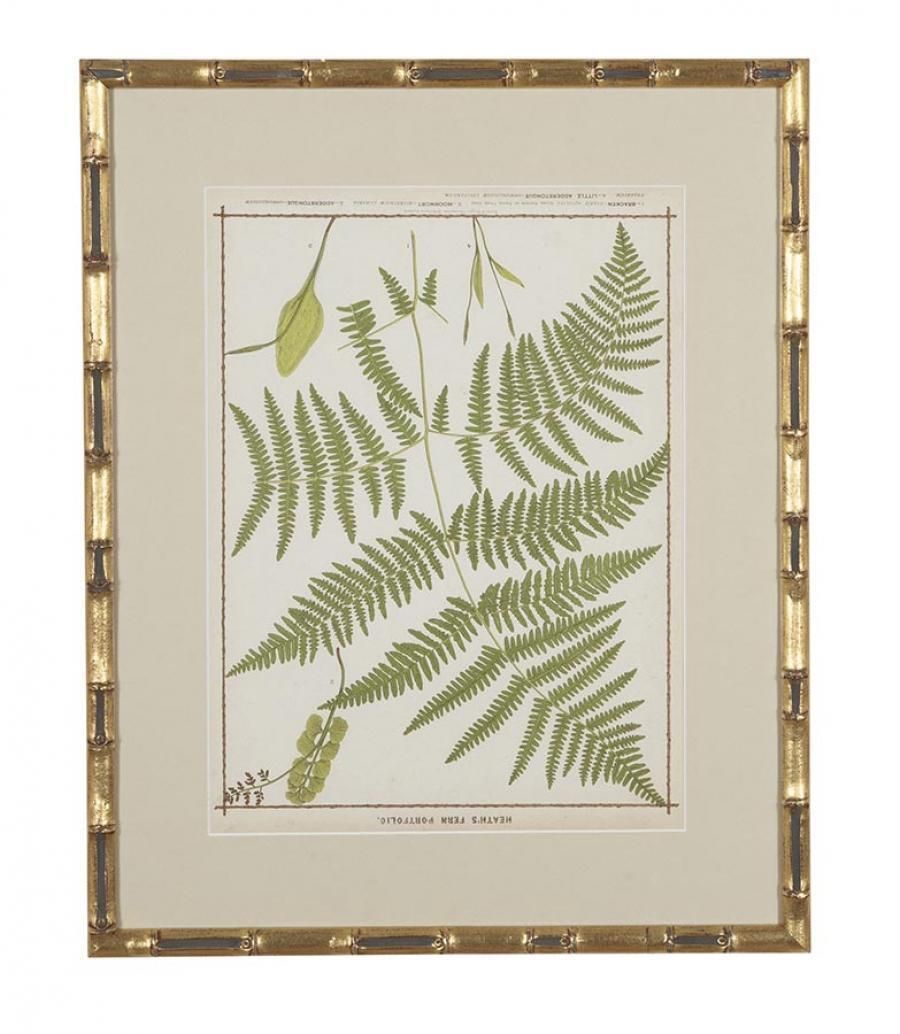 Collection Of Nine 19th Century Life Size Ferns By Francis George Heath photo vinterior
