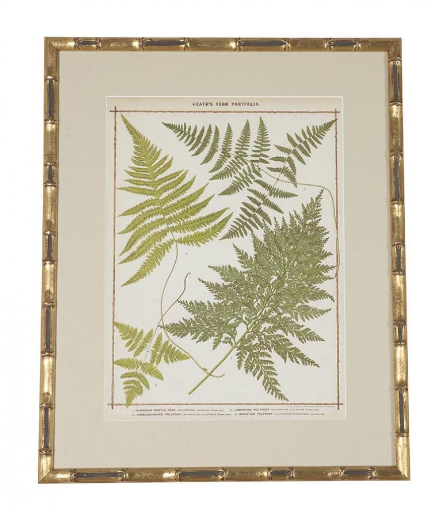 Collection Of Nine 19th Century Life Size Ferns By Francis George Heath photo vintage
