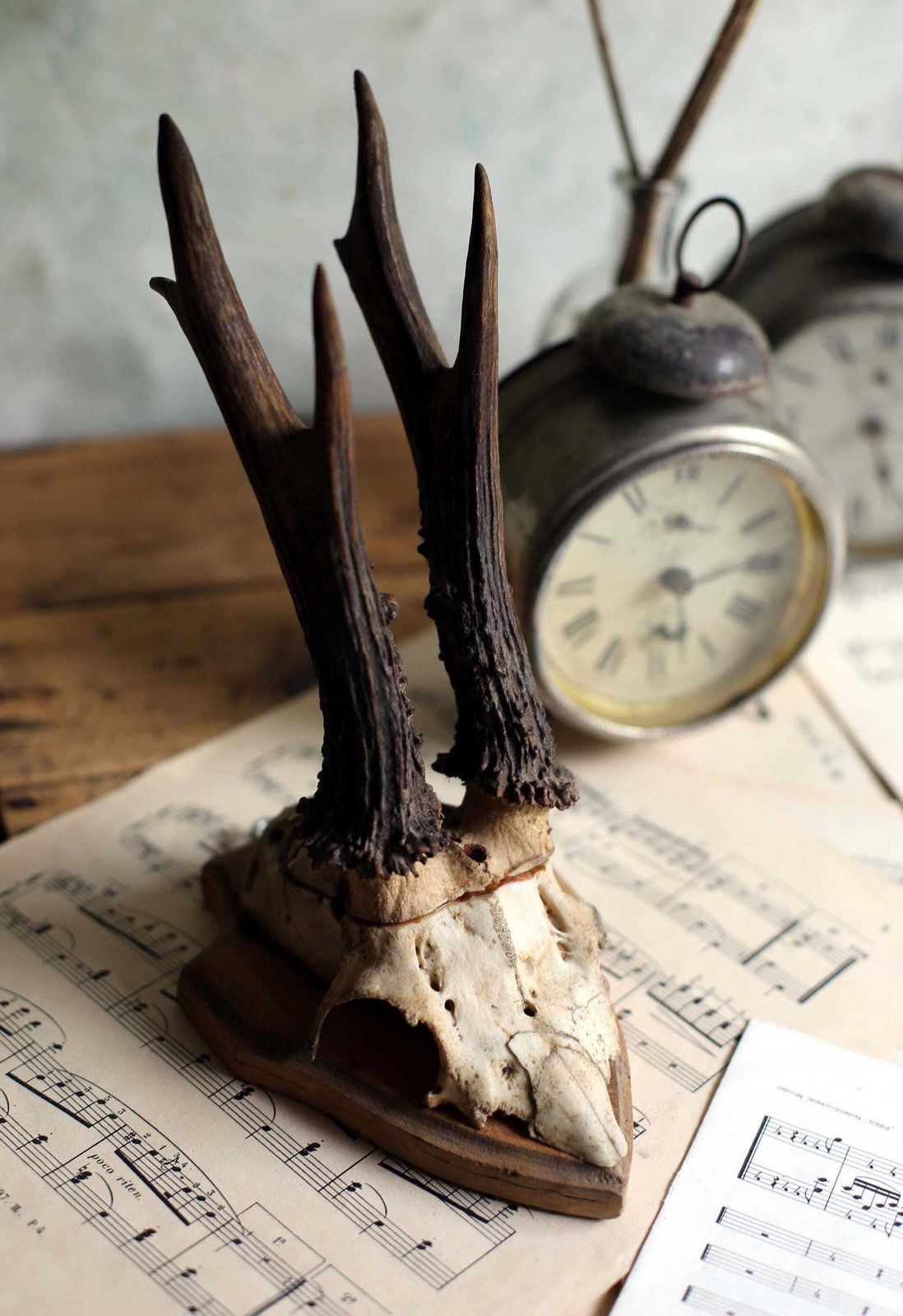 Antique Taxidermy Deer Horns French Small Deer Antlers Hunting Trophy photo furniture
