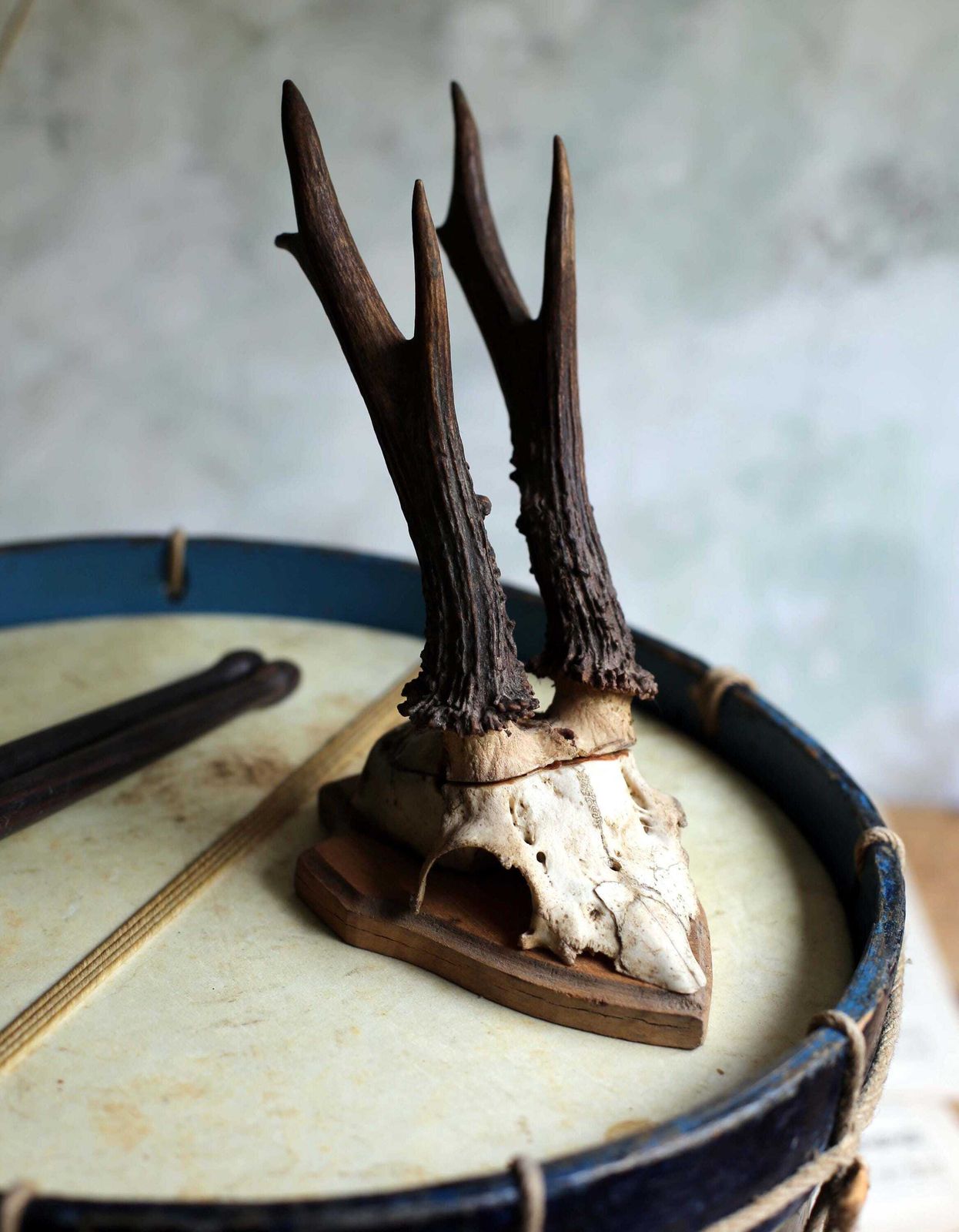 Antique Taxidermy Deer Horns French Small Deer Antlers Hunting Trophy photo for sale