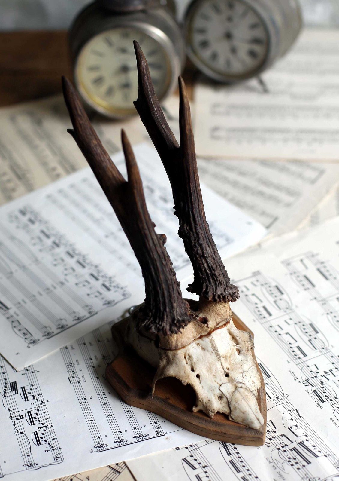 Antique Taxidermy Deer Horns French Small Deer Antlers Hunting Trophy photo Home Decor