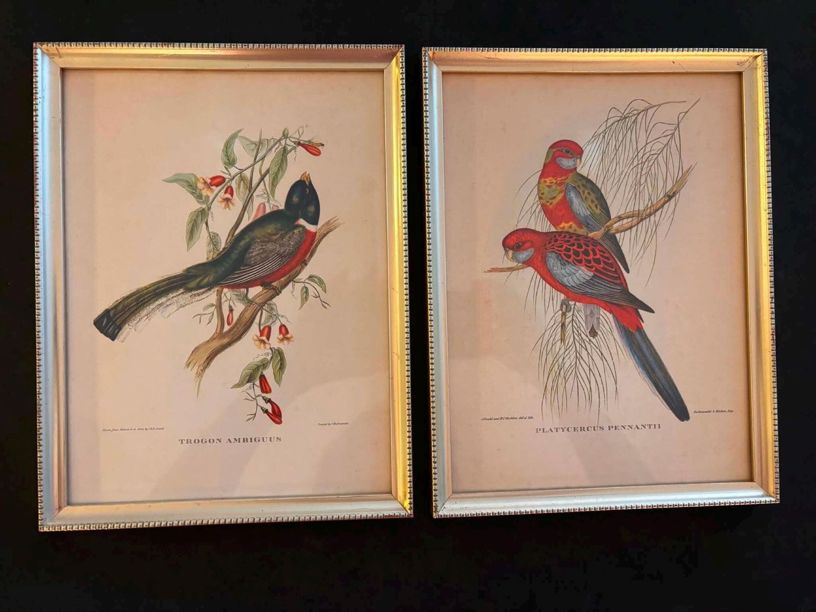 photo furniture Vintage Framed Bird Prints Pair, Trogon Ambiguus & Platycercus Pennantii, Gould Style Ornithology Wall Art, Gold Frames, France 1960s