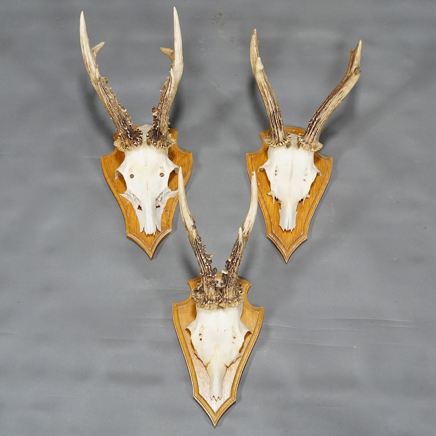 Six Large Roe Deer Trophies On Carved Plaques Germany Late 20. Century Item E715 photo 495.0