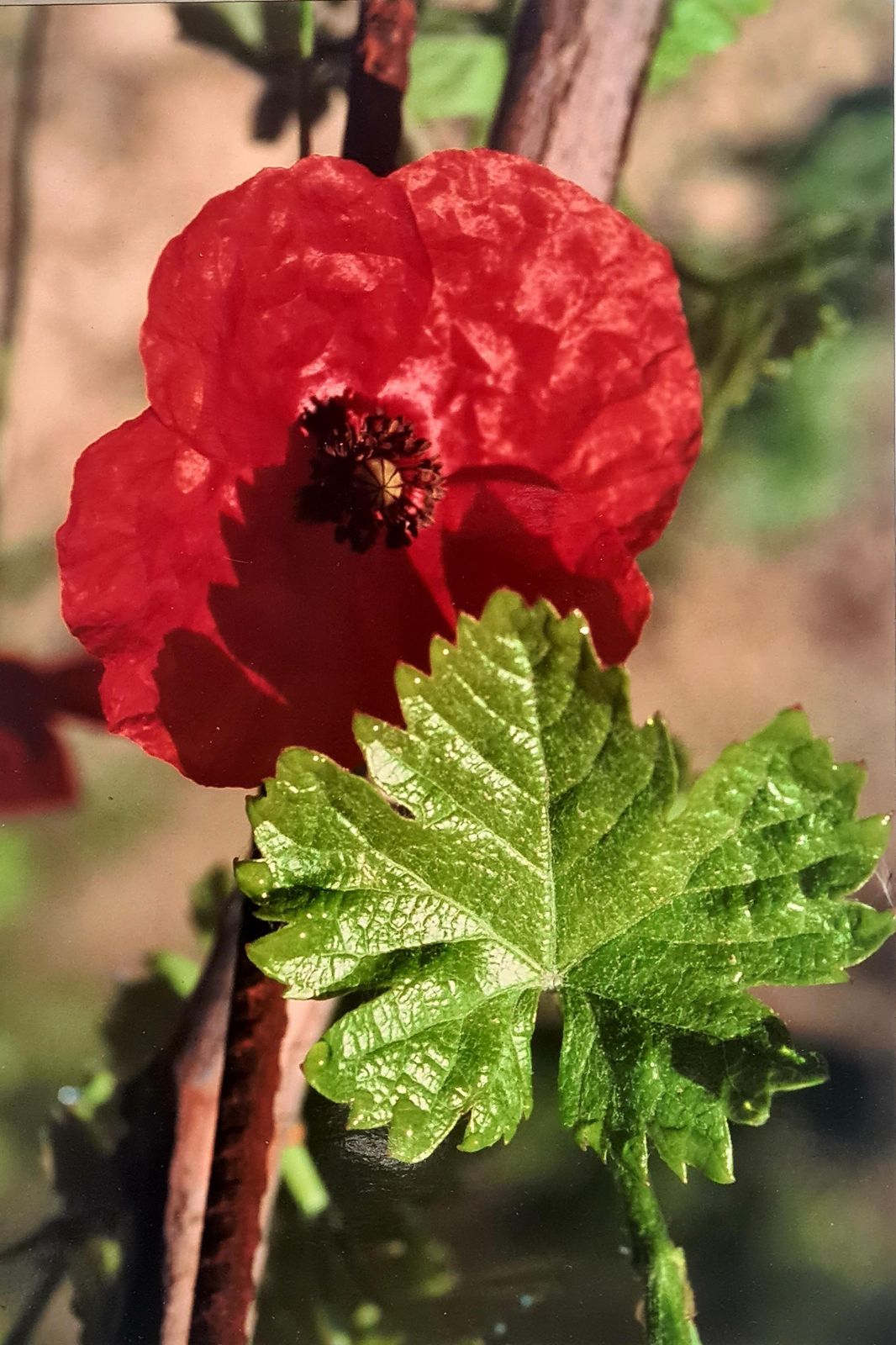 The Poppy Photorealist Photograph On Paper, 21st Century