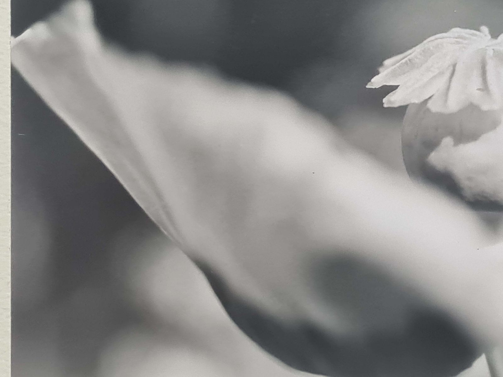 Poppies Black And White Photographs On Paper, Signed photo 259.0
