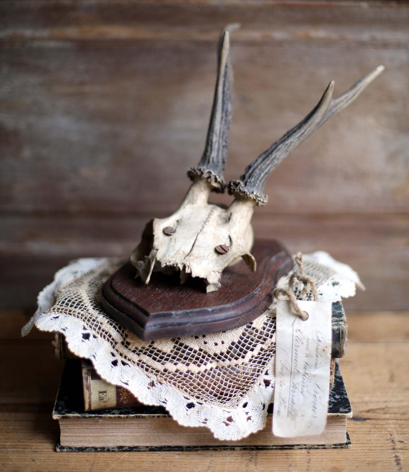 Antique Taxidermy Deer Horns French Deer Antlers Hunting Trophy photo furniture