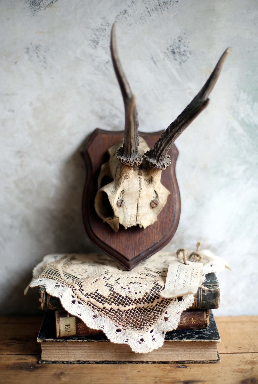 71.0 Antique Taxidermy Deer Horns French Deer Antlers Hunting Trophy photo