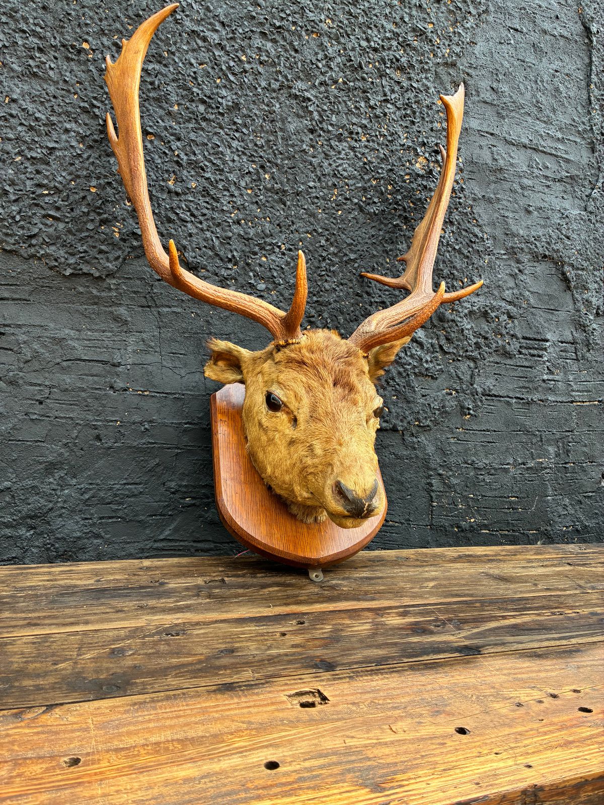 Vintage Taxidermy Stag Head Mounted Red Deer Head photo furniture