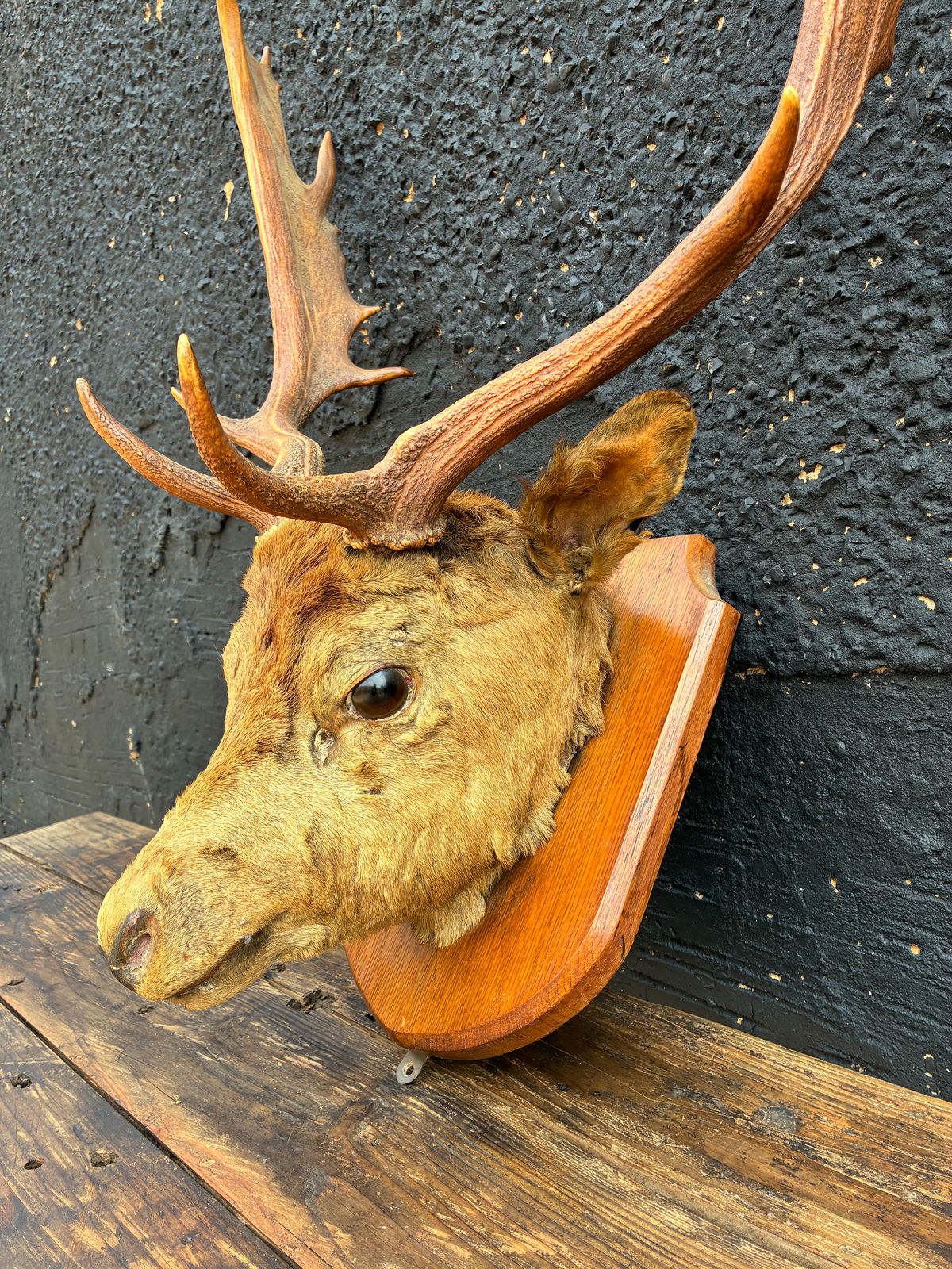 Vintage Taxidermy Stag Head Mounted Red Deer Head photo for sale