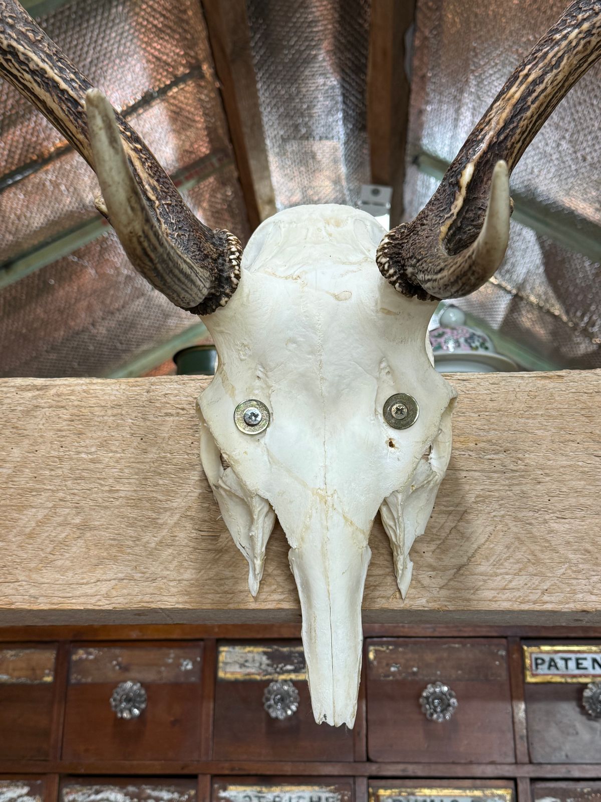 European Mount Deer Skull With Antlers Taxidermy Wall Feature photo furniture