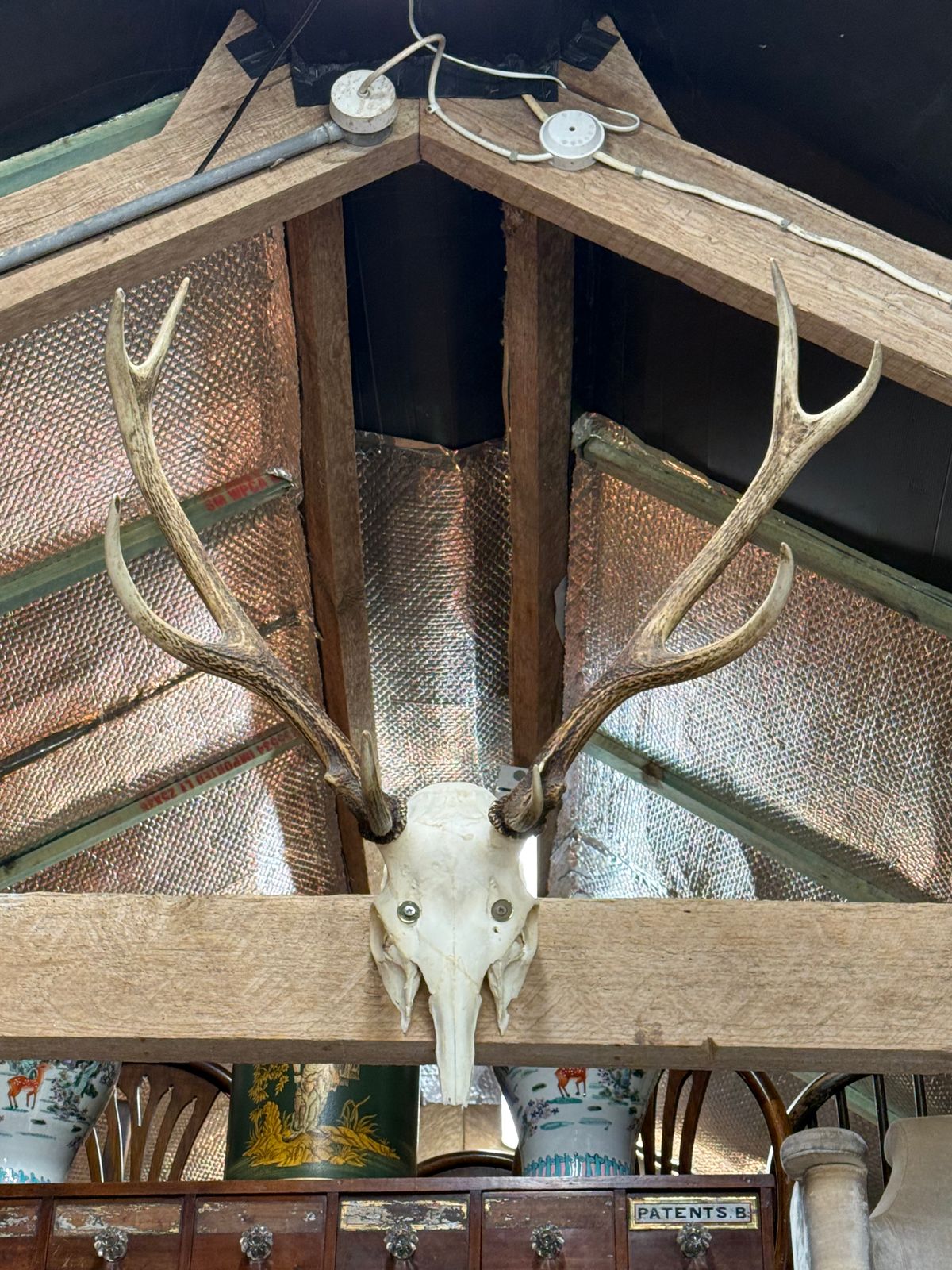 European Mount Deer Skull With Antlers Taxidermy Wall Feature photo for sale