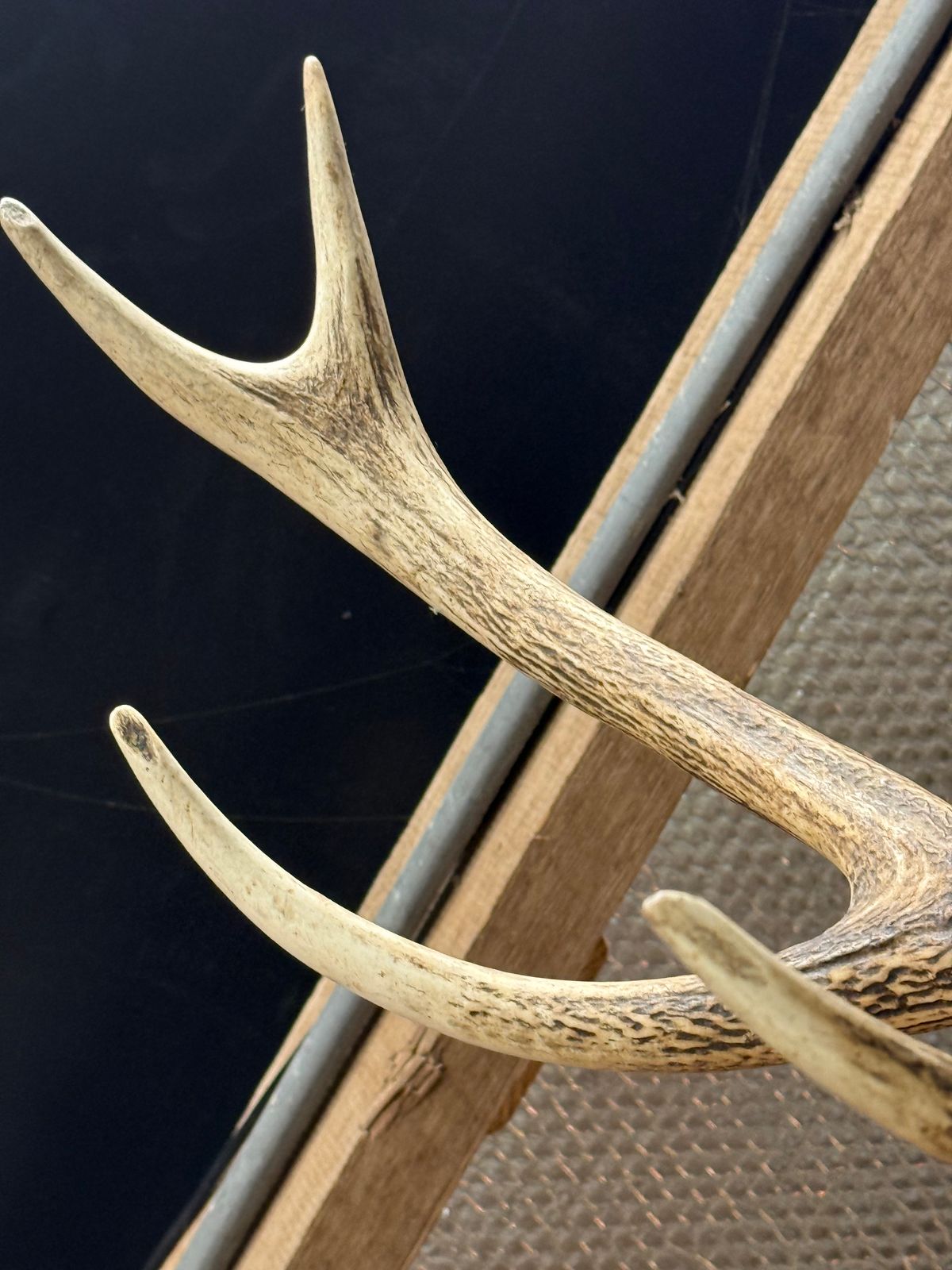 European Mount Deer Skull With Antlers Taxidermy Wall Feature photo Home Decor