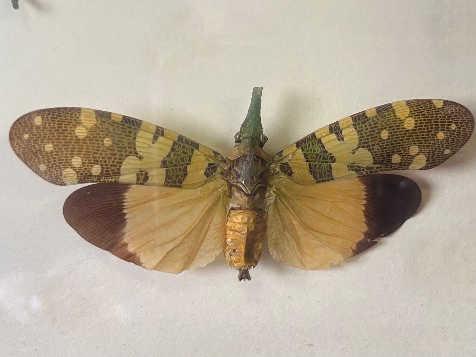 Aularches Grasshopper Fulgora Planthopper Exotic Insect Taxidermy In Case photo Home Decor