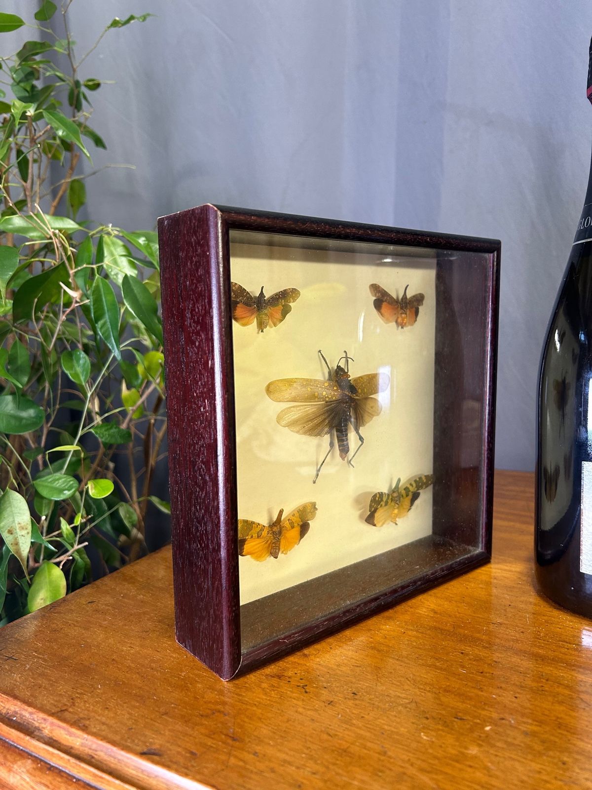 Aularches Grasshopper Fulgora Planthopper Exotic Insect Taxidermy In Case photo vintage