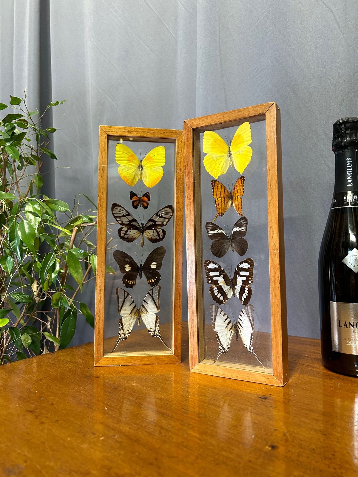 Vintage Taxidermy Butterflies In Pair Of Cased