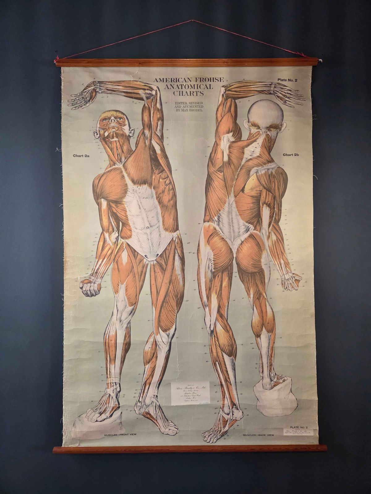 American Frohse Anatomical Chart Max Brodel Wall Hanging Poster By Adam, Rouilly & Co Medical photo furniture