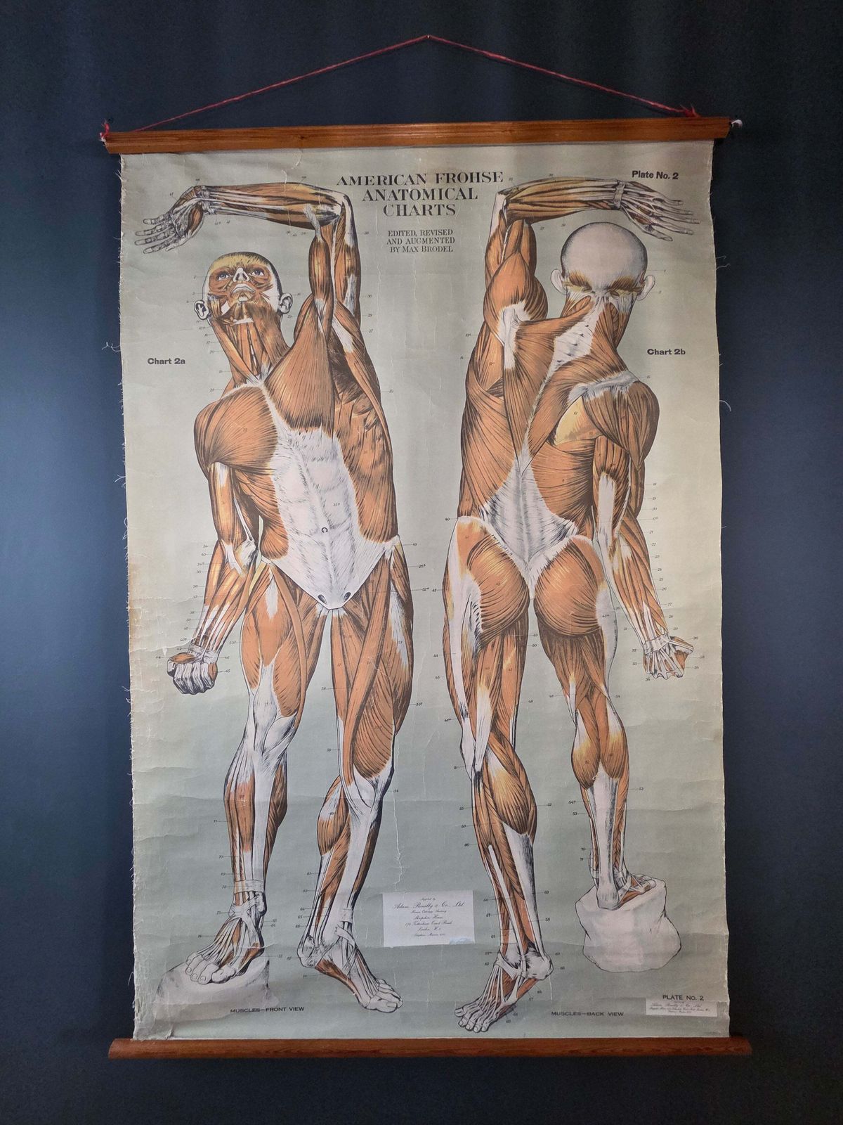 American Frohse Anatomical Chart Max Brodel Wall Hanging Poster By Adam, Rouilly & Co Medical photo Art