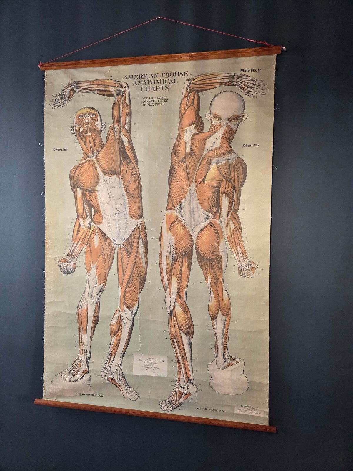 American Frohse Anatomical Chart Max Brodel Wall Hanging Poster By Adam, Rouilly & Co Medical photo buy