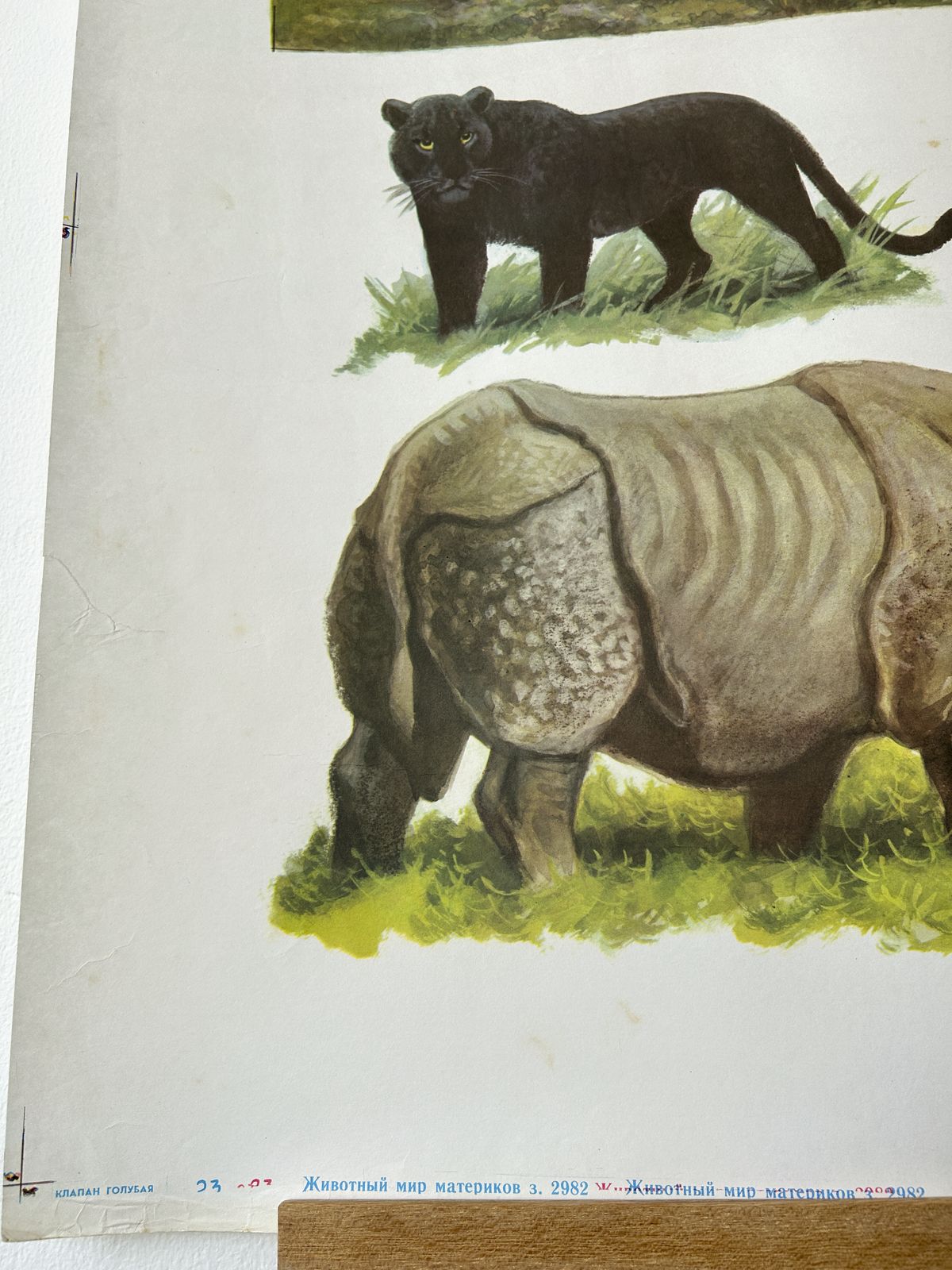 Original Soviet Vintage Educational Wildlife Poster – Animal World Of The Savannas Of Hindustan: Black Panther, Rhinoceros, Indian Buffalo, Peacock, Nilgai | Ussr School Chart photo 82.0