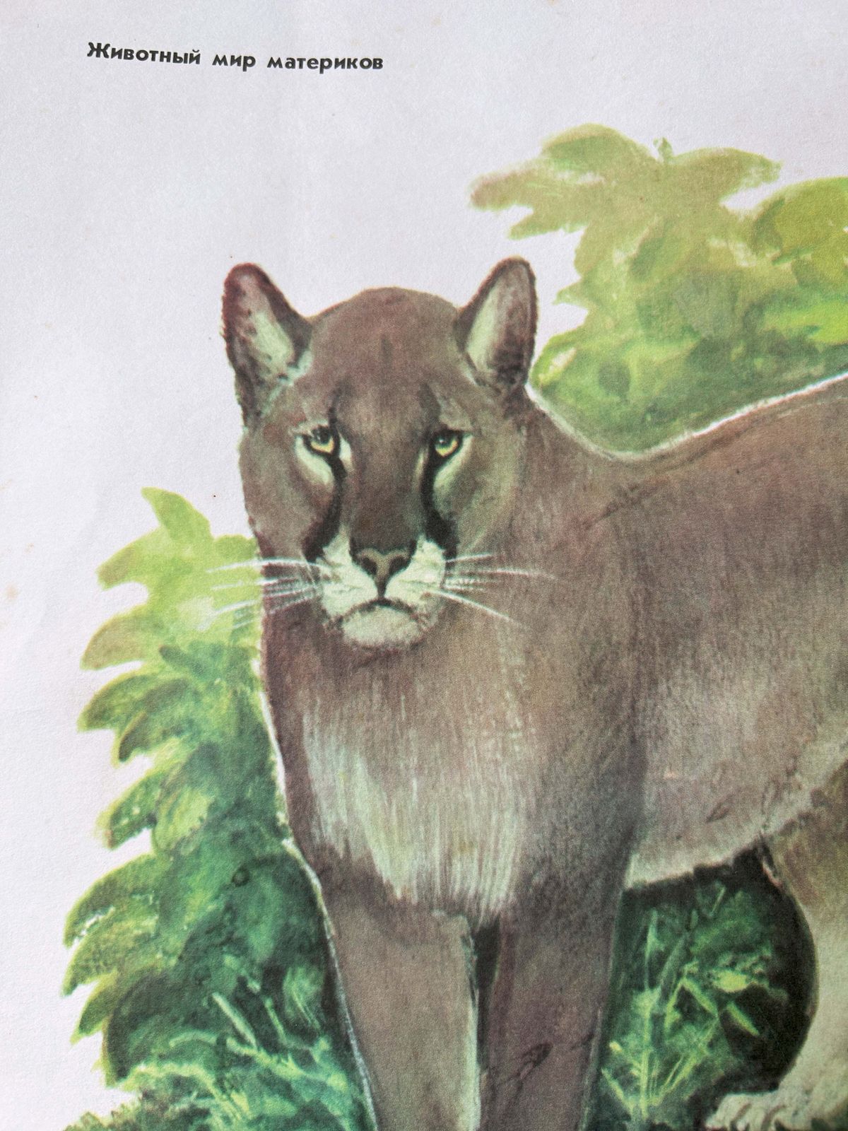 Original Soviet Vintage Educational Wildlife Poster – Animal World Of The Andes: Puma (Cougar), Bear, Condor, Chinchilla, Llama | Ussr School Chart photo Art