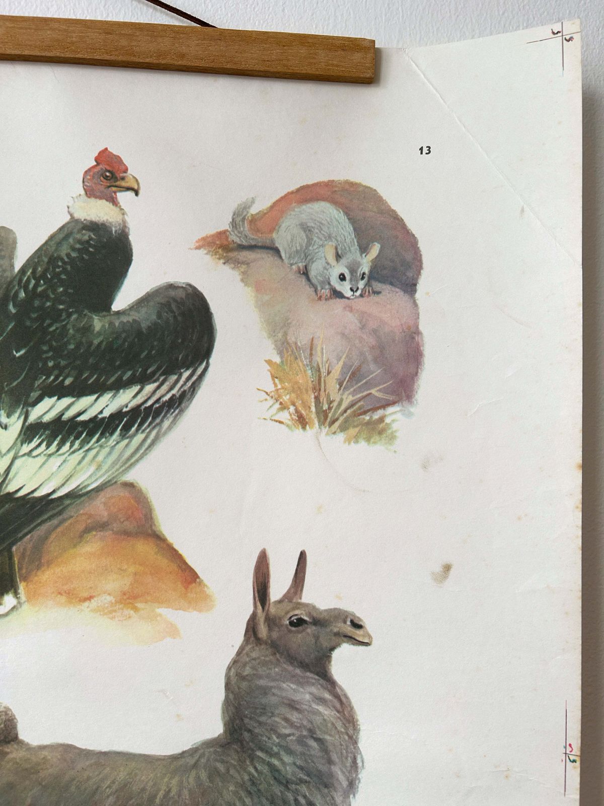 Original Soviet Vintage Educational Wildlife Poster – Animal World Of The Andes: Puma (Cougar), Bear, Condor, Chinchilla, Llama | Ussr School Chart photo buy