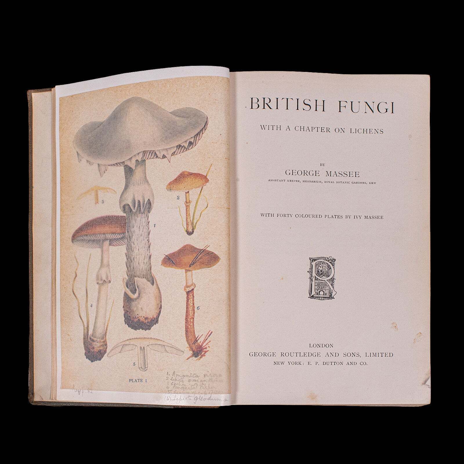 Antique Reference Book, British Fungi, George Massee, English, Natural, Science photo Home Decor