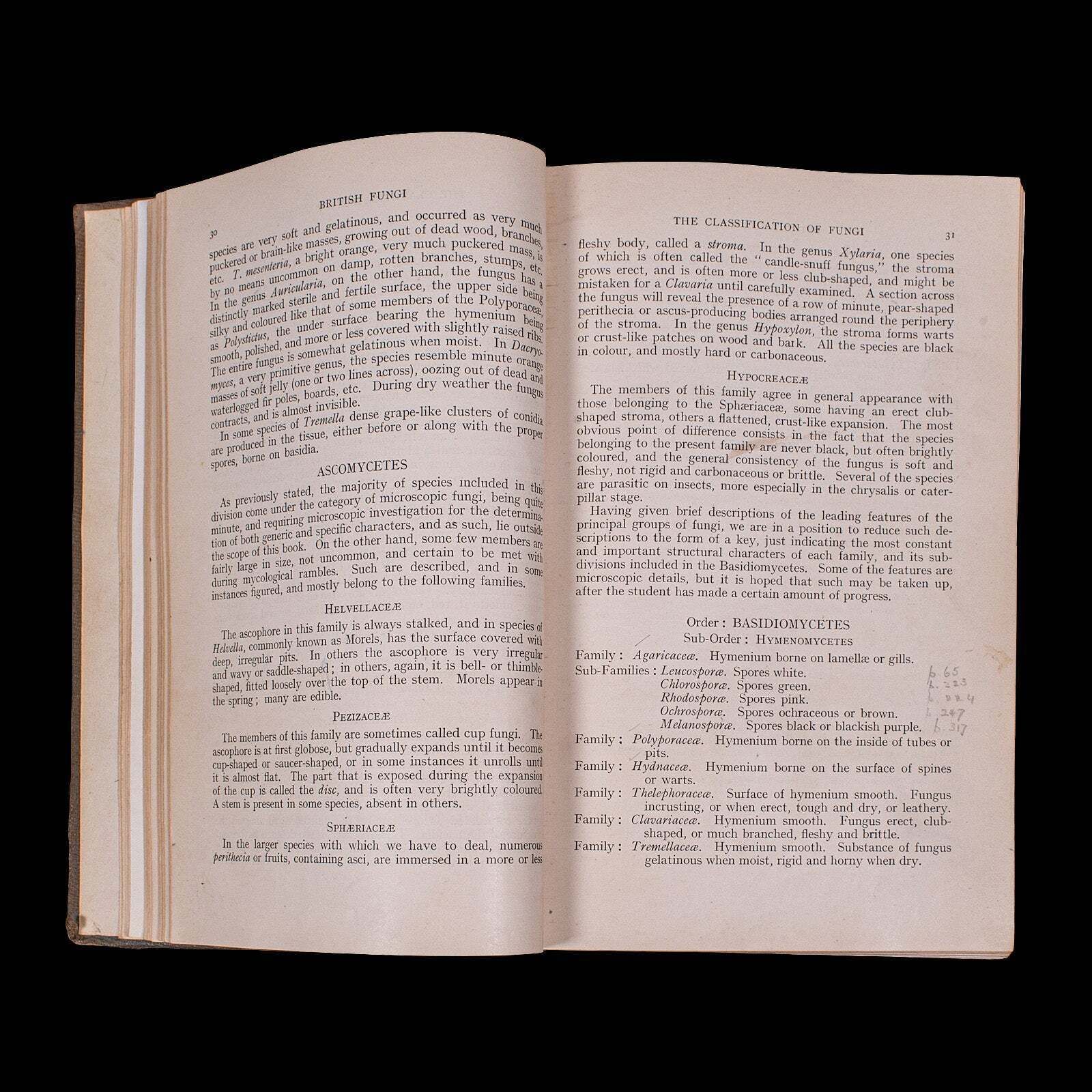 Antique Reference Book, British Fungi, George Massee, English, Natural, Science photo vinterior
