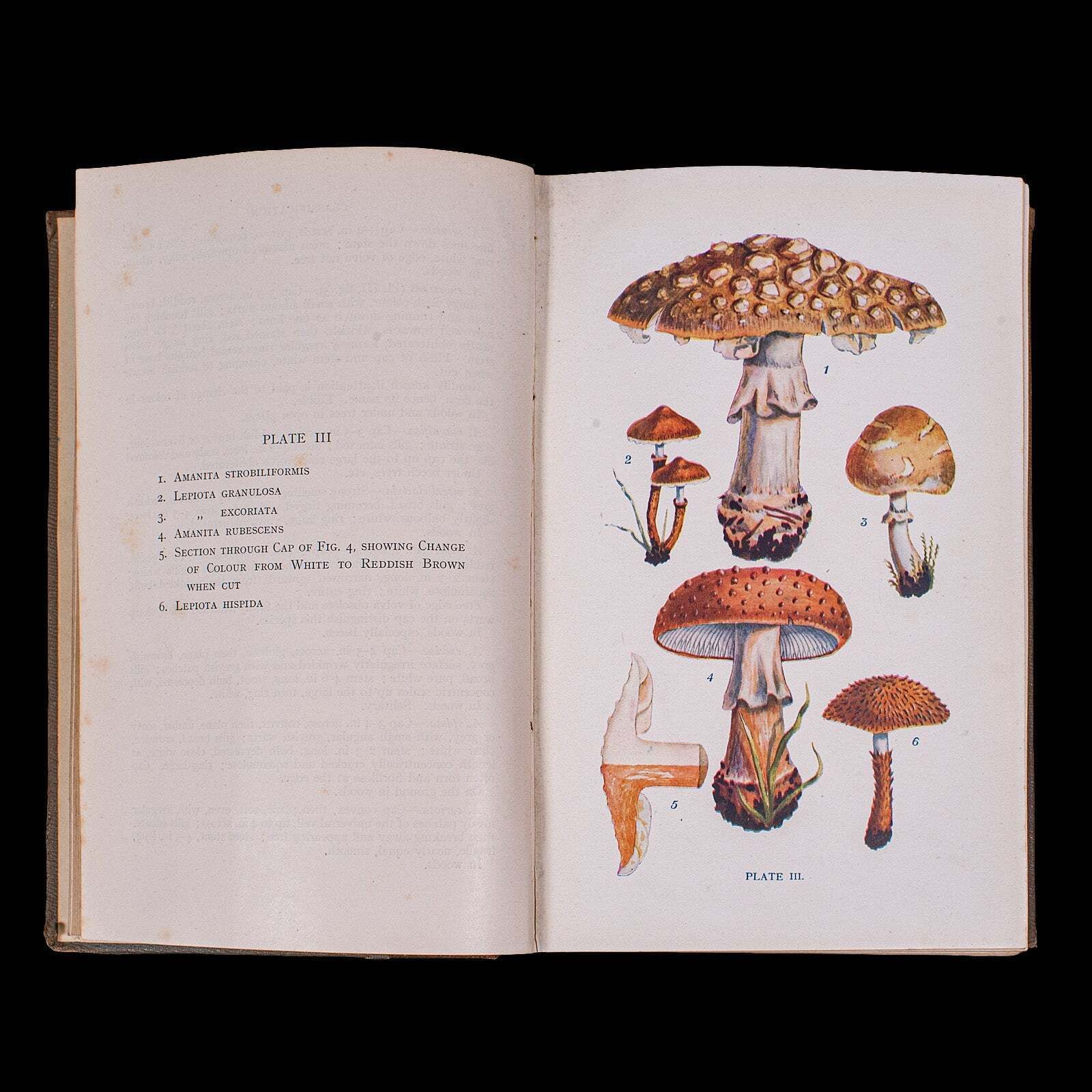 Antique Reference Book, British Fungi, George Massee, English, Natural, Science photo buy