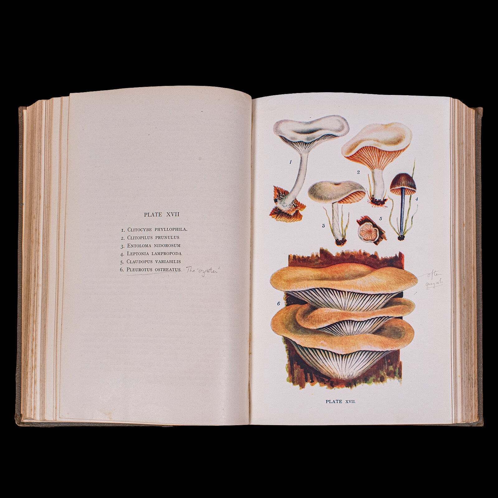 photo for sale Antique Reference Book, British Fungi, George Massee, English, Natural, Science