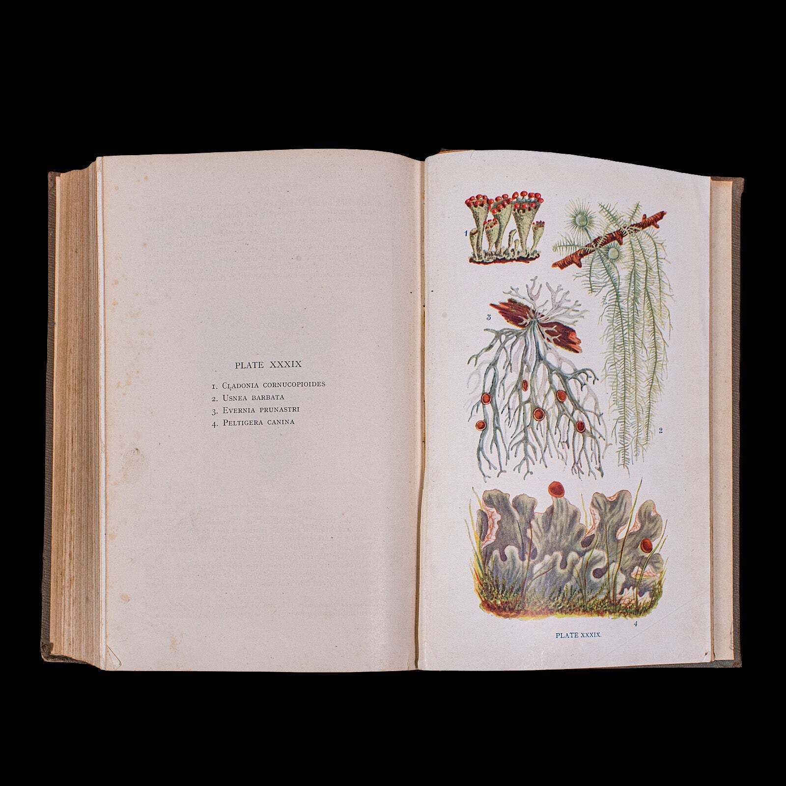 229.0 Antique Reference Book, British Fungi, George Massee, English, Natural, Science photo