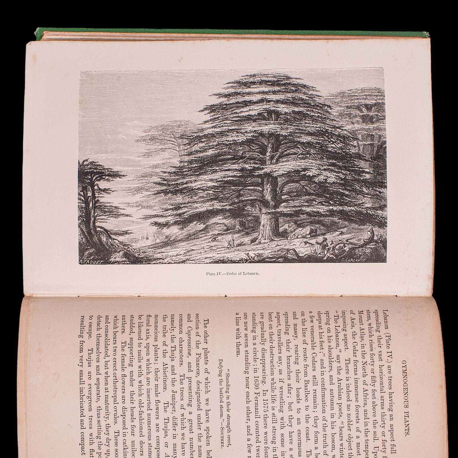 photo for sale Antique Reference Book, The Vegetable World, English, Louis Figuier, Victorian