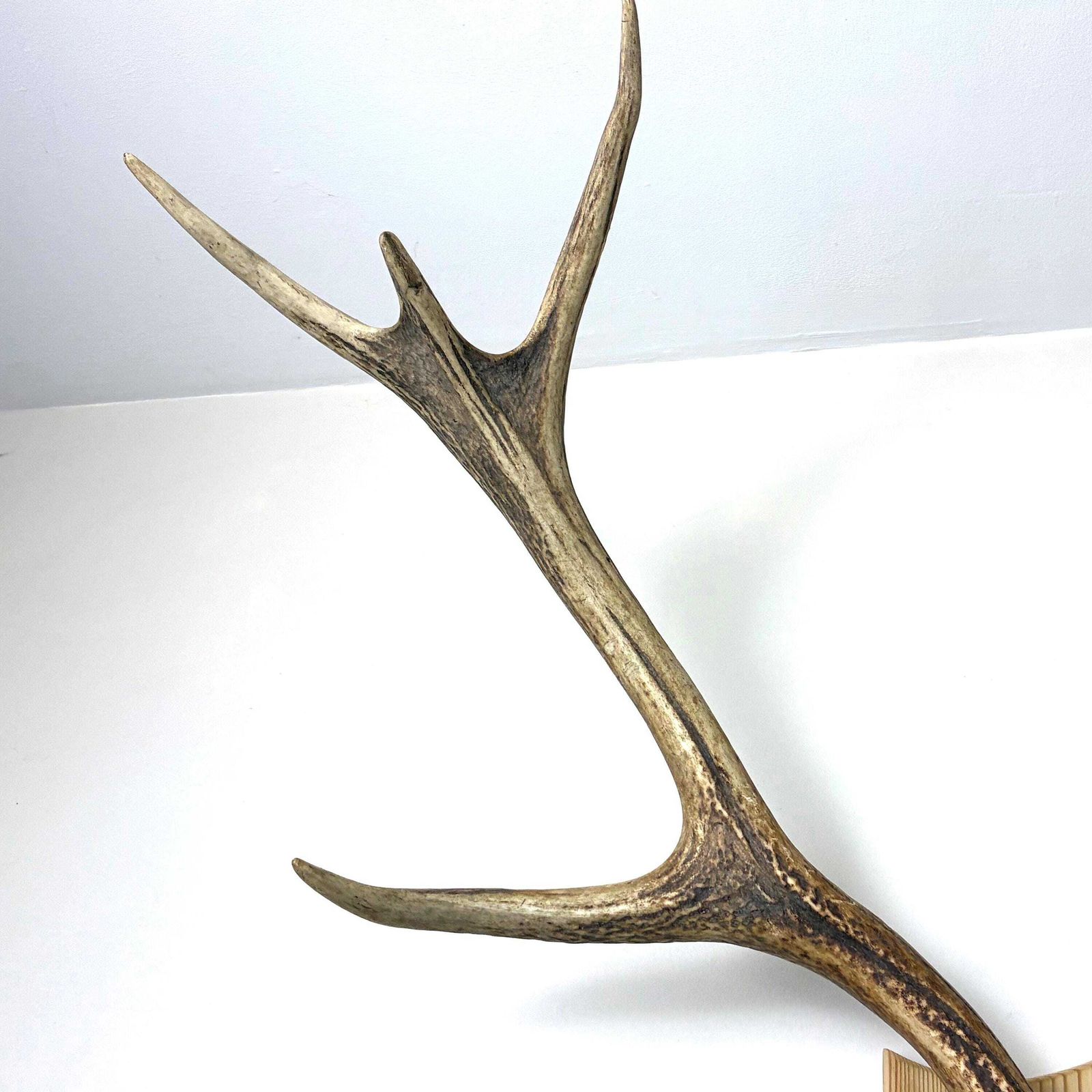 photo furniture Vintage Red Deer Stag Antlers, Large 12 Point, Naturally Shed, Mounted On Pine Shield