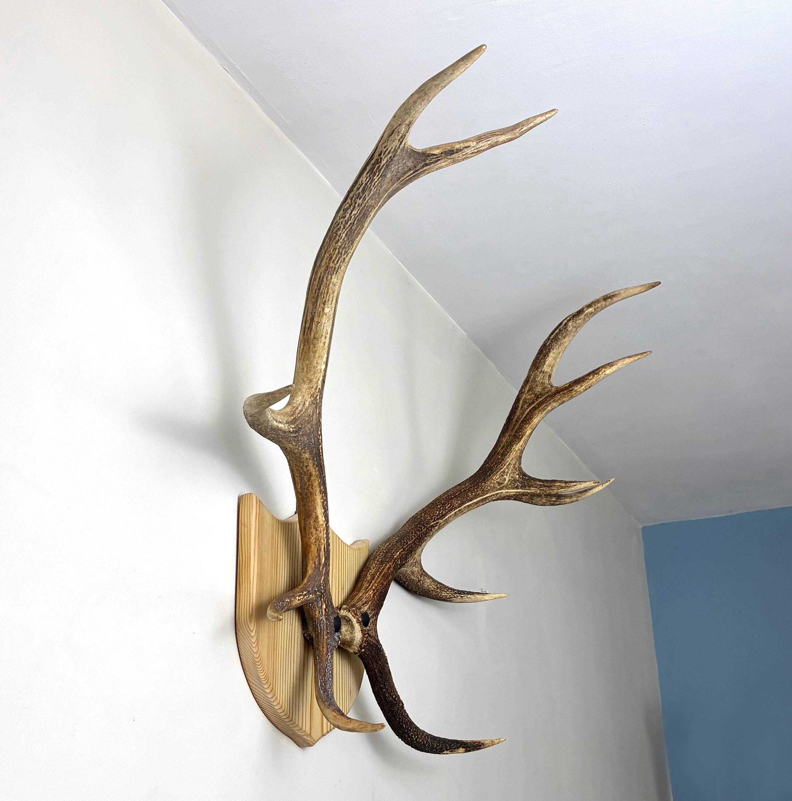 250.0 Vintage Red Deer Stag Antlers, Large 12 Point, Naturally Shed, Mounted On Pine Shield photo
