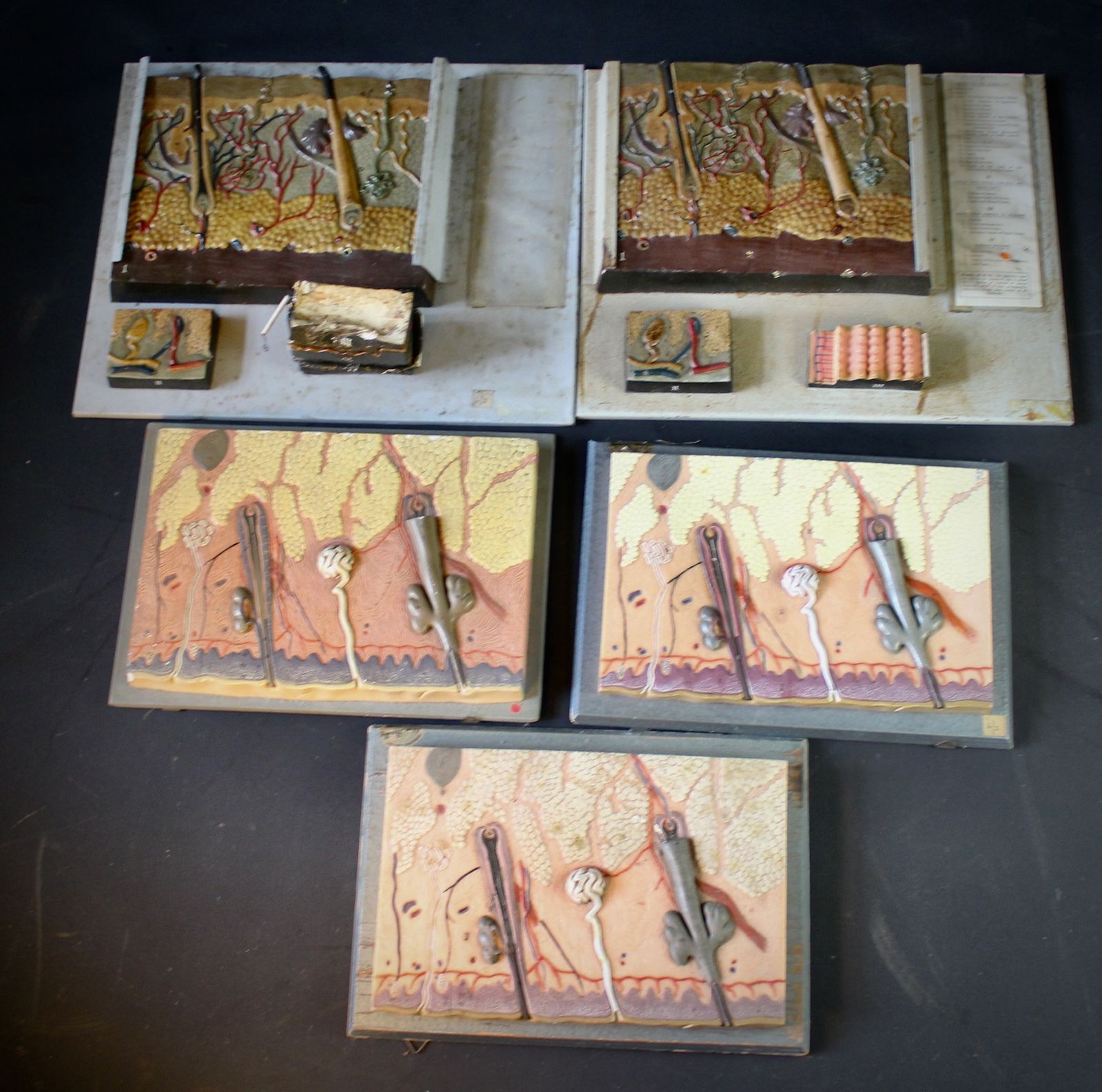Collection Of Anatomy Osteology Wall Hanging Plaques By Adam Rouilly photo buy