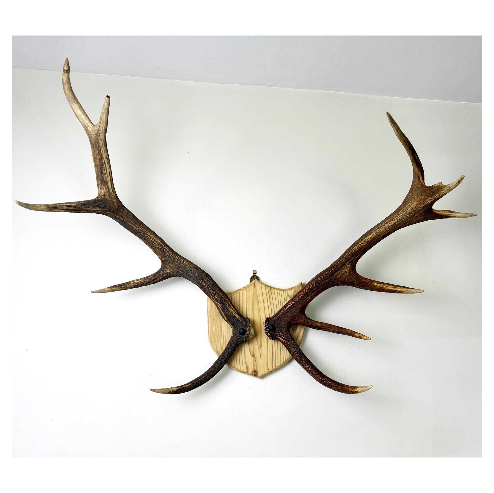 Vintage Red Deer Stag Antlers, Large 11 Point, Naturally Shed, Mounted On Pine Shield