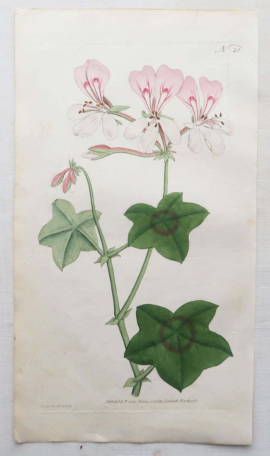 Art Set Of 12 Original Antique Botanical Prints After Sowerby. English 18th Century photo