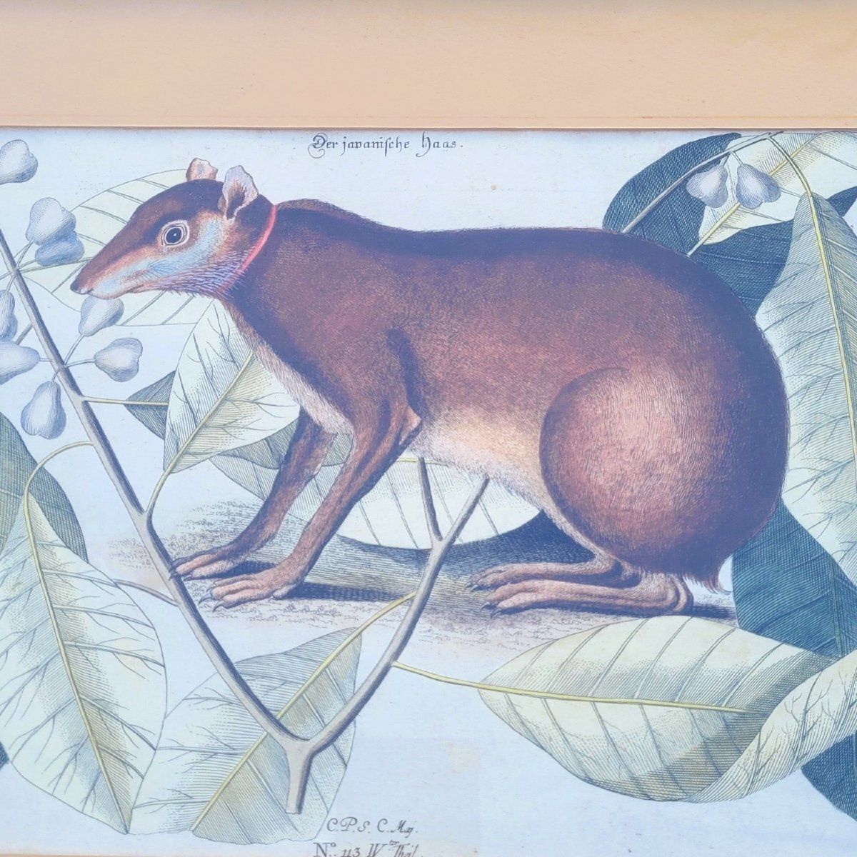 Suite van 6 ingelijste dierengravures, 19e eeuw photo 779.99