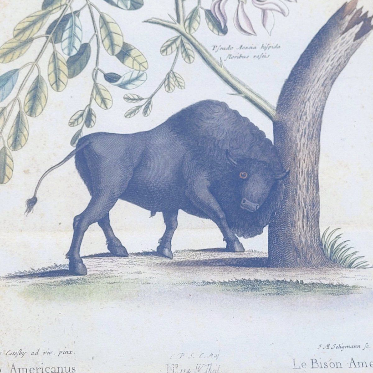 Suite van 6 ingelijste dierengravures, 19e eeuw photo vintage