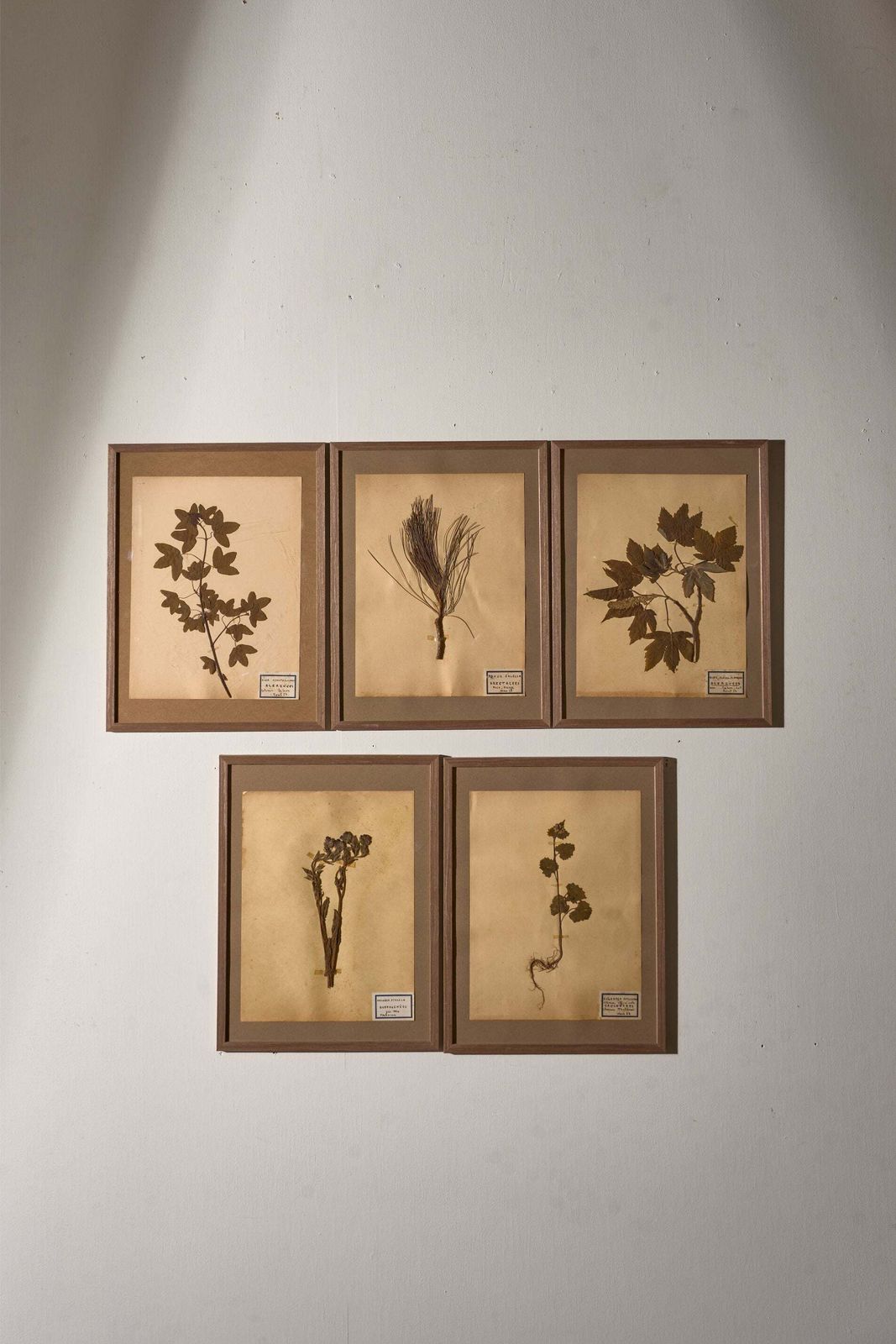 Set Of 5 20th Century Framed Herbarium Pages