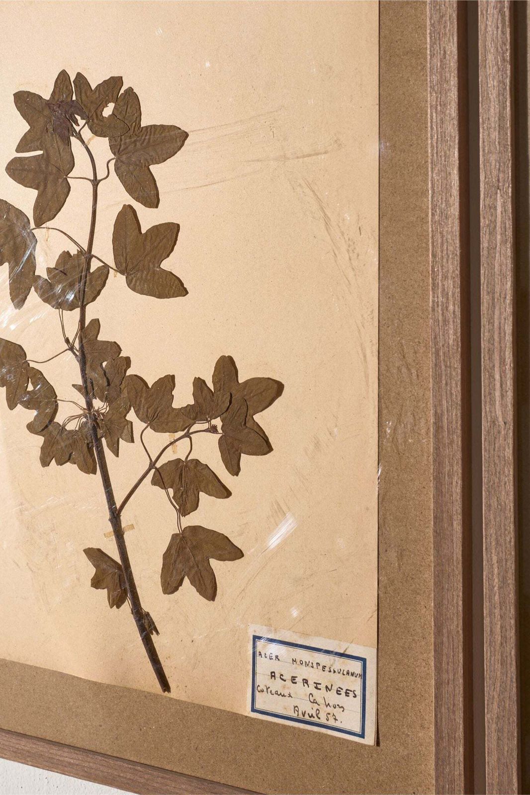 Set Of 5 20th Century Framed Herbarium Pages photo vinterior