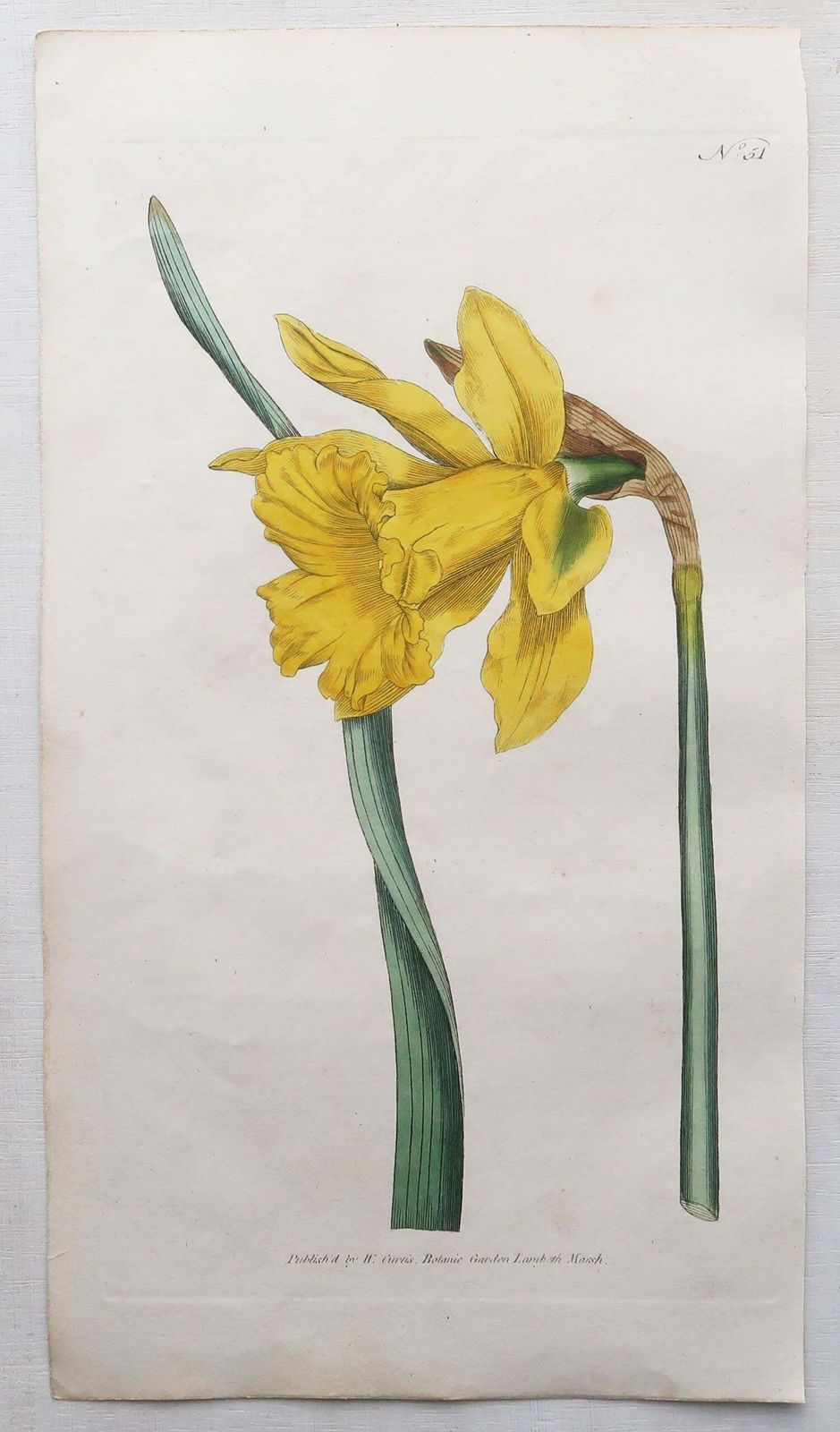 Set Of 12 Original Antique Botanical Prints After Sowerby. English 18th Century photo furniture